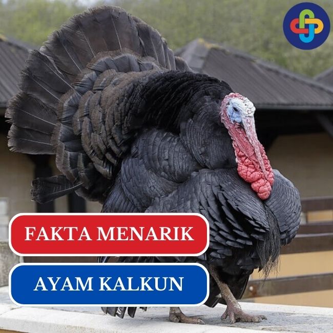 Ketahuilah! 8 Fakta Unik Ayam Kalkun